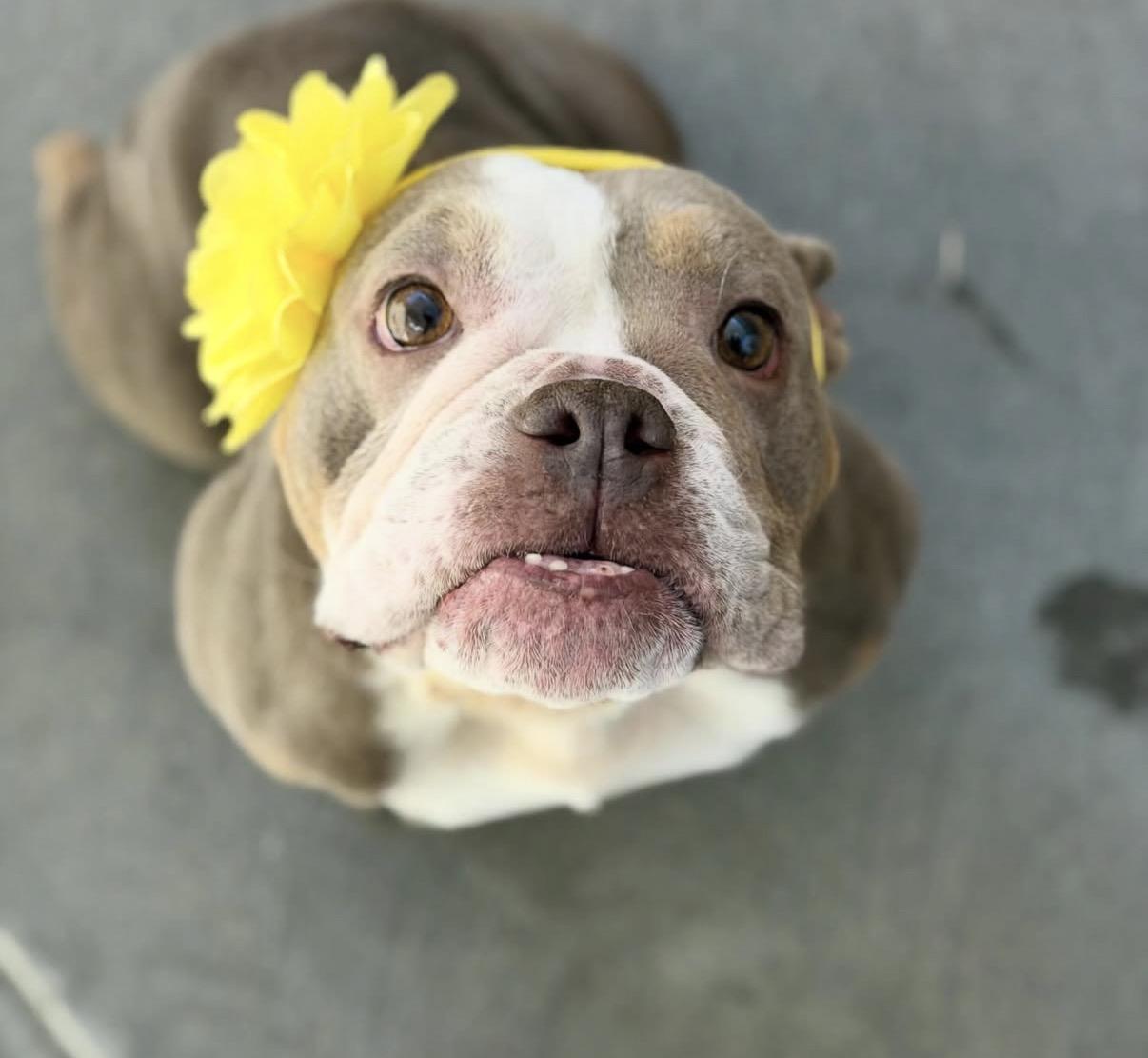 Bunny, a ADOPTABLE mixed breed in Las Vegas, NV image 2/6