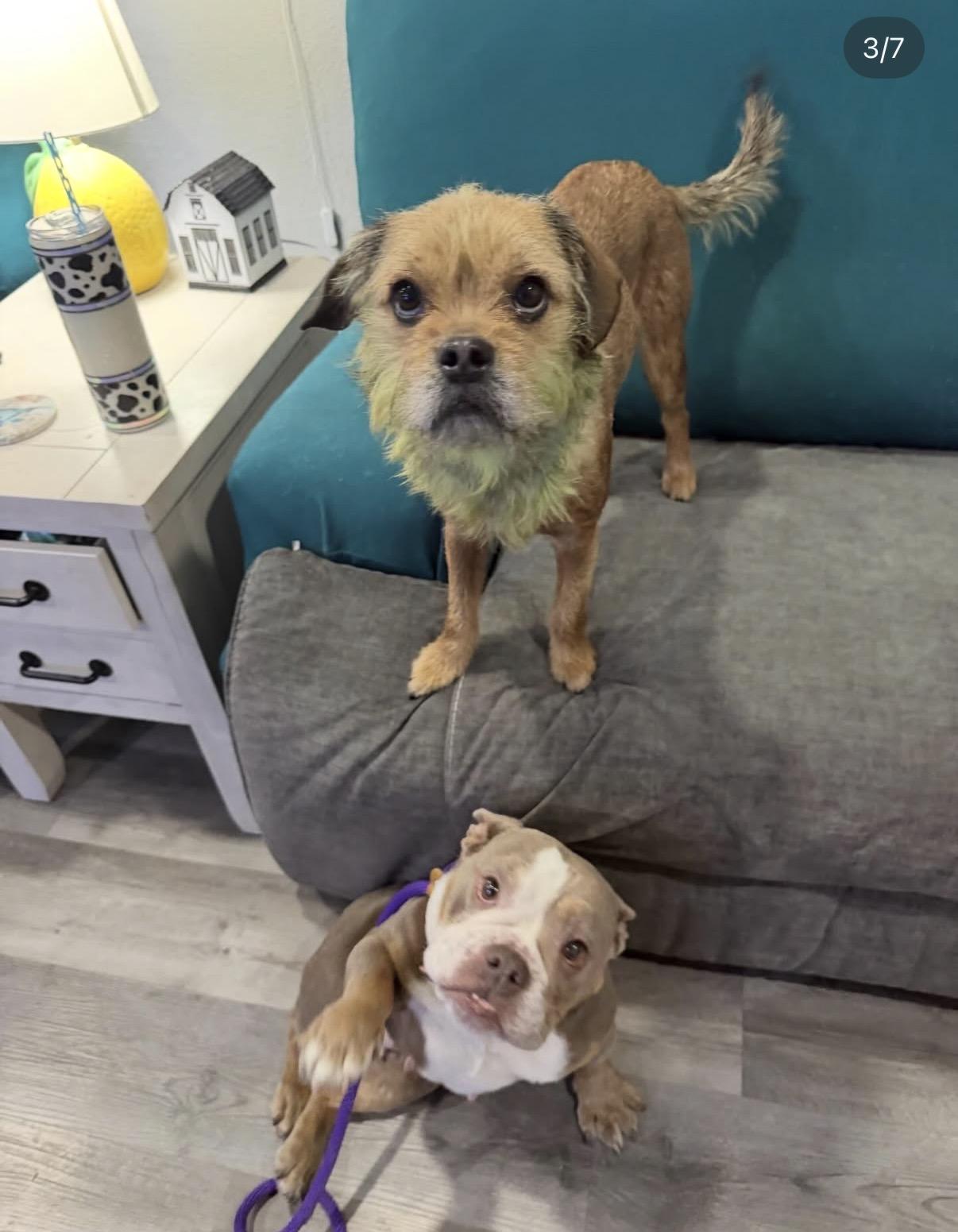 Bunny, a ADOPTABLE mixed breed in Las Vegas, NV image 5/6