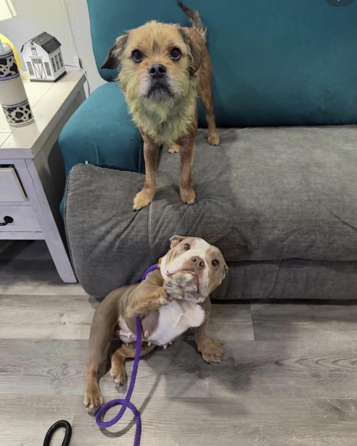 Bunny, a ADOPTABLE mixed breed in Las Vegas, NV image 6/6