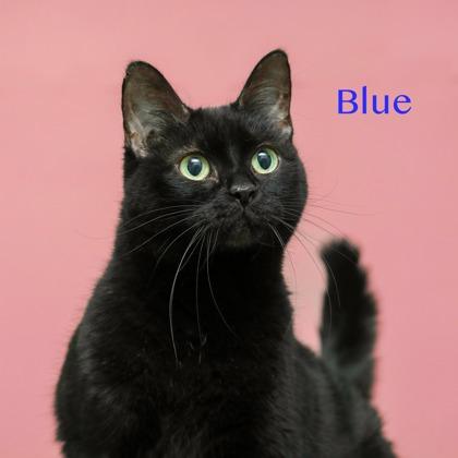 Blue, Adoptable, Adult Female Domestic Short Hair & Domestic Short Hair.