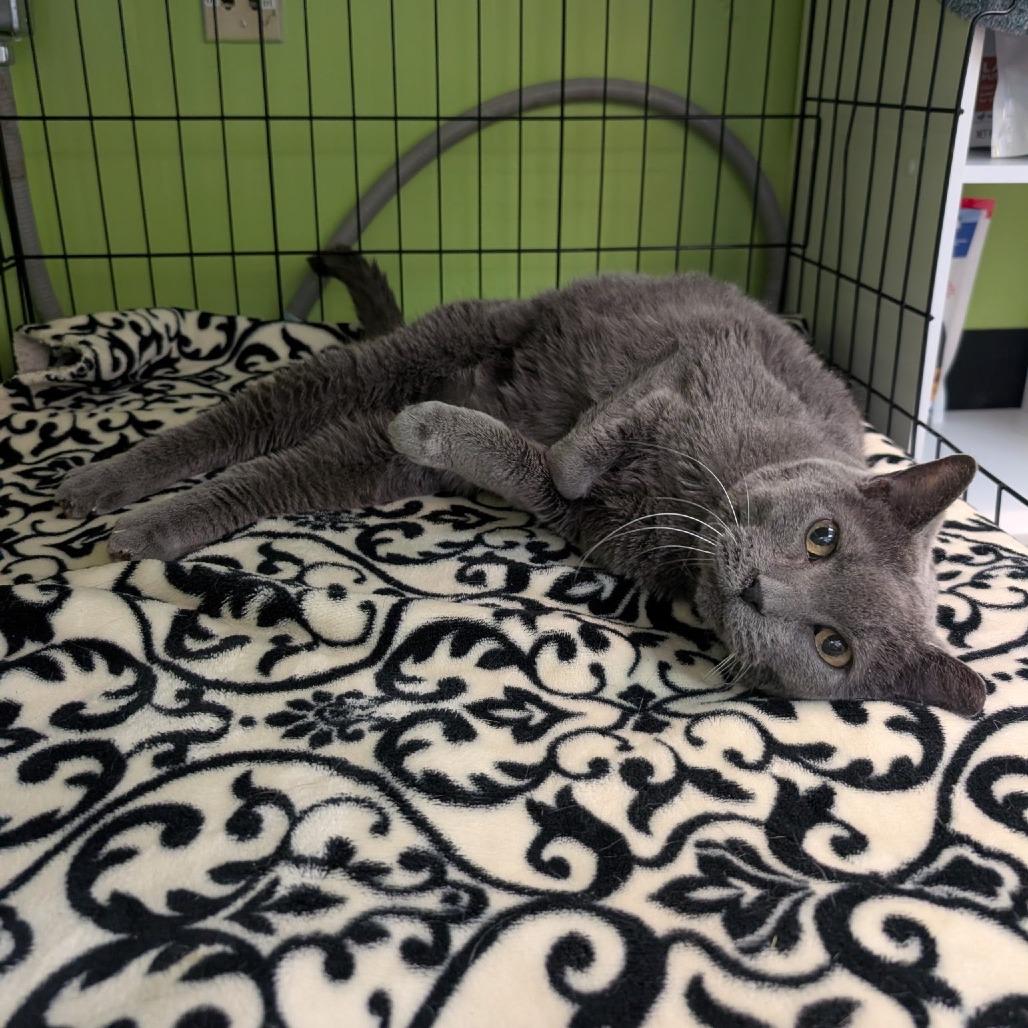 Bella, Adoptable, Senior Female Domestic Short Hair.