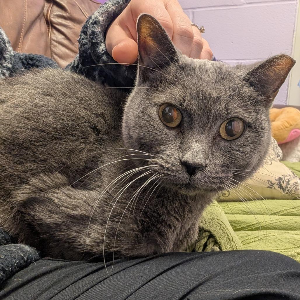 Enlarge Bella, a Adoptable Domestic Short Hair in Emporia, KS image 2/5