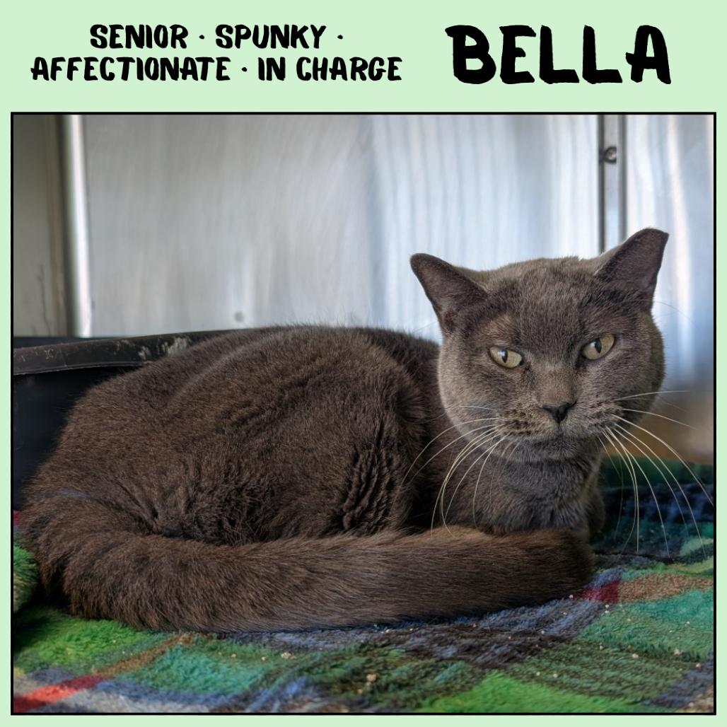 Enlarge Bella, a Adoptable Domestic Short Hair in Emporia, KS image 3/5