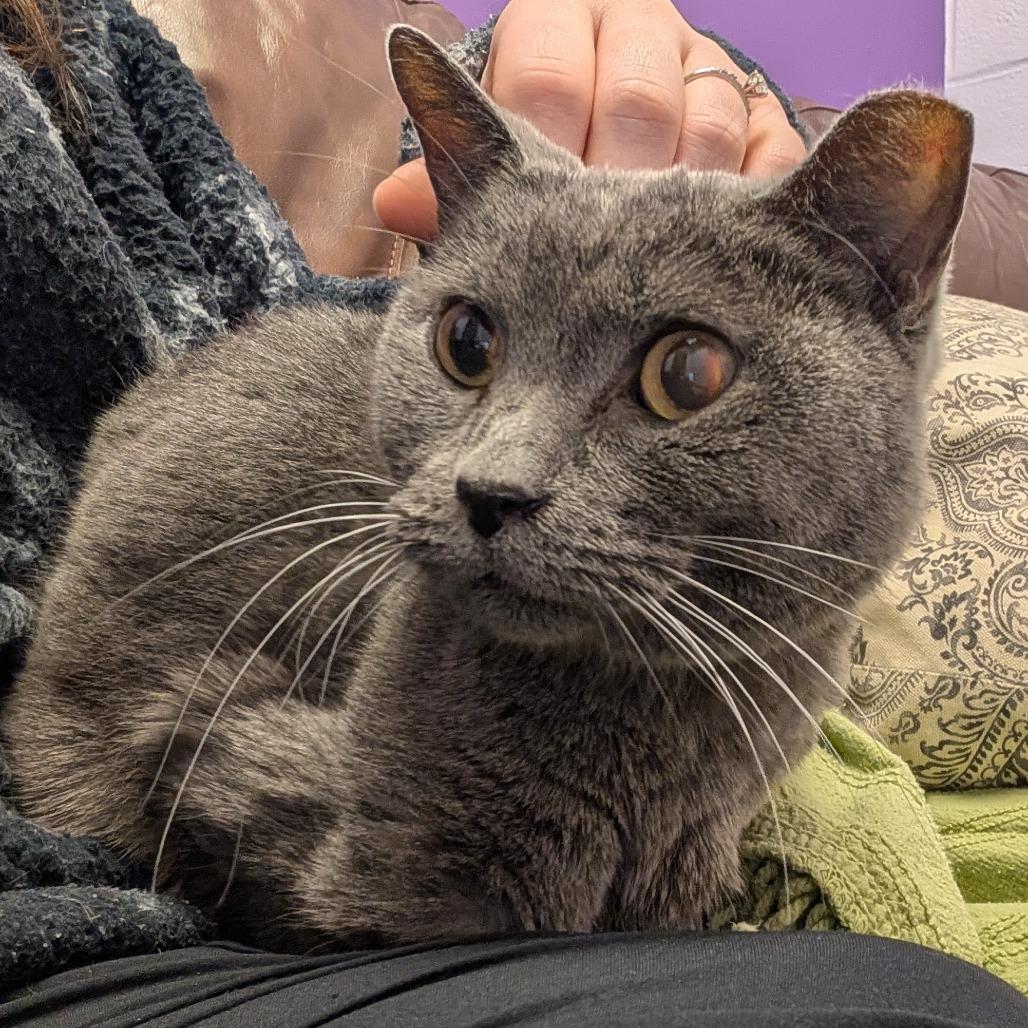 Enlarge Bella, a Adoptable Domestic Short Hair in Emporia, KS image 4/5