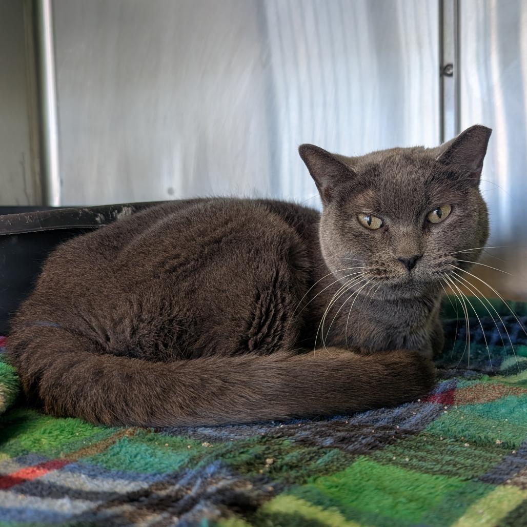 Enlarge Bella, a Adoptable Domestic Short Hair in Emporia, KS image 5/5