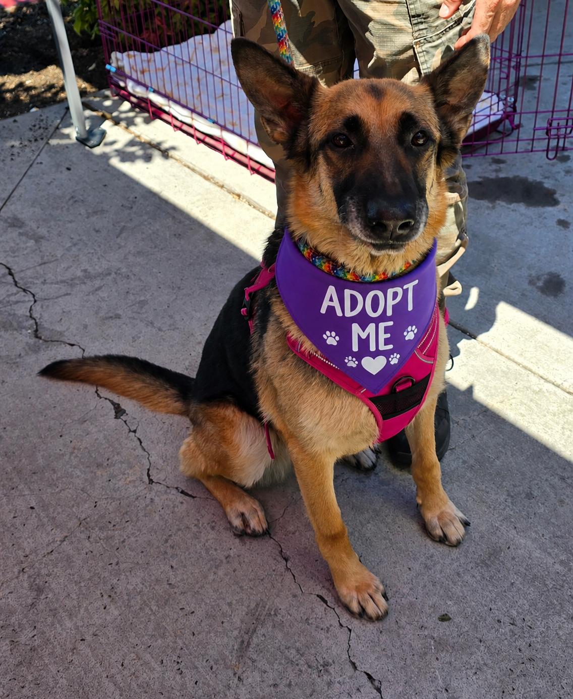 Enlarge Natalie, a Adoptable German Shepherd Dog in Selma, CA image 6/6