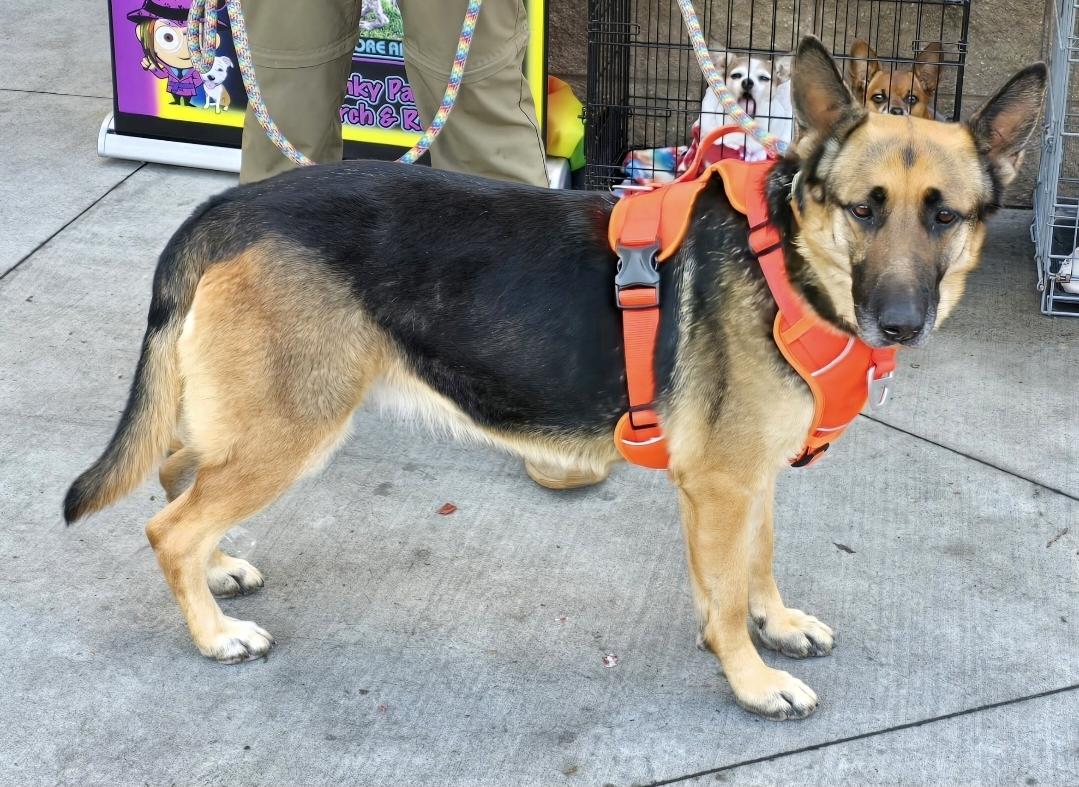 Enlarge Natalie, a Adoptable German Shepherd Dog in Selma, CA image 5/6