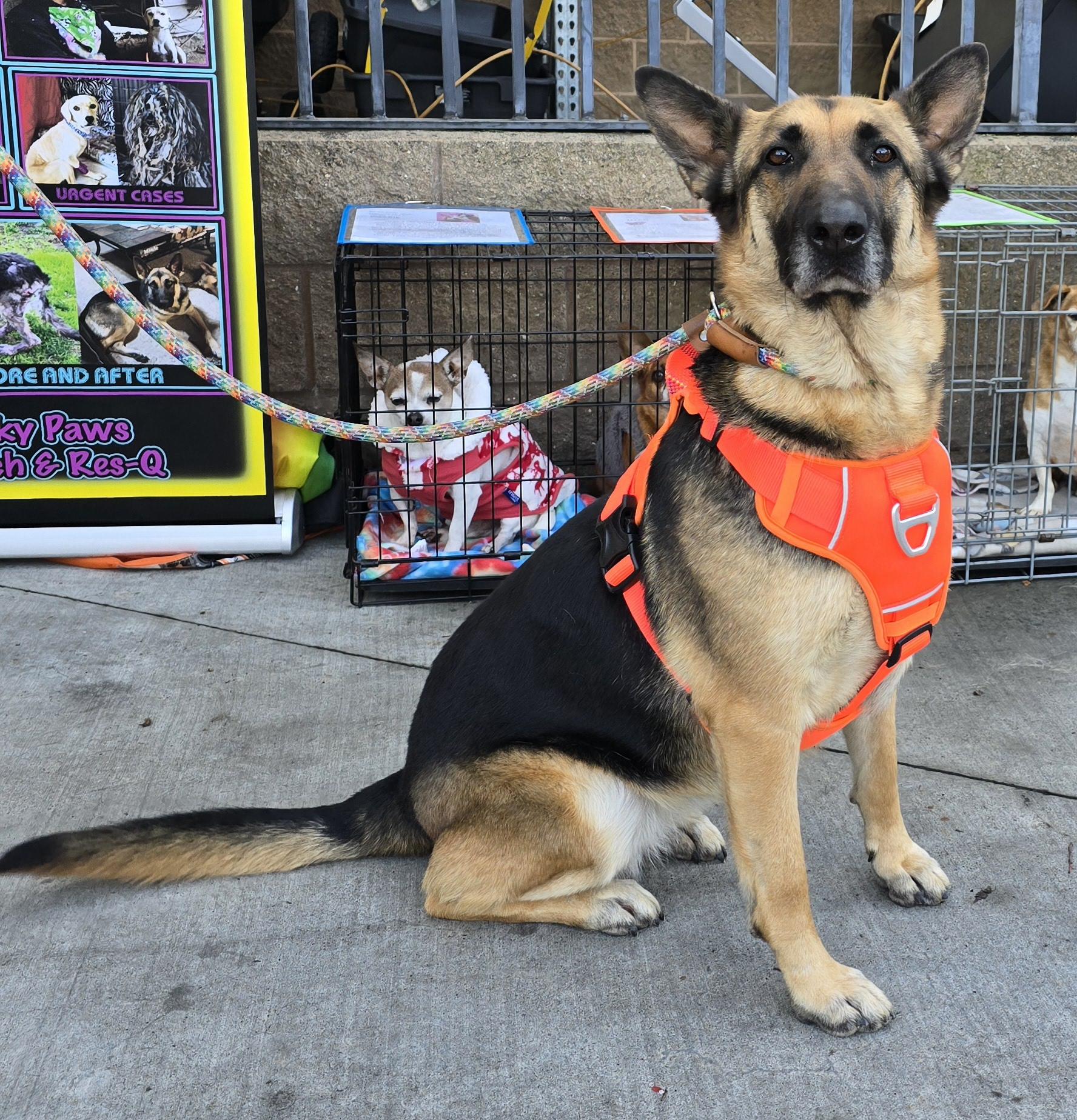 Natalie, a Adoptable German Shepherd Dog in Selma, CA image 2/9