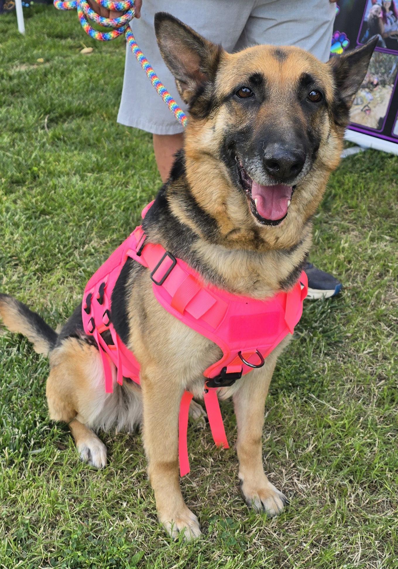 Enlarge Natalie, a Adoptable German Shepherd Dog in Selma, CA image 1/6
