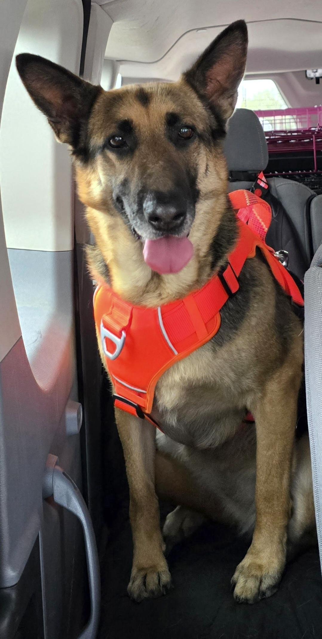 Enlarge Natalie, a Adoptable German Shepherd Dog in Selma, CA image 3/6