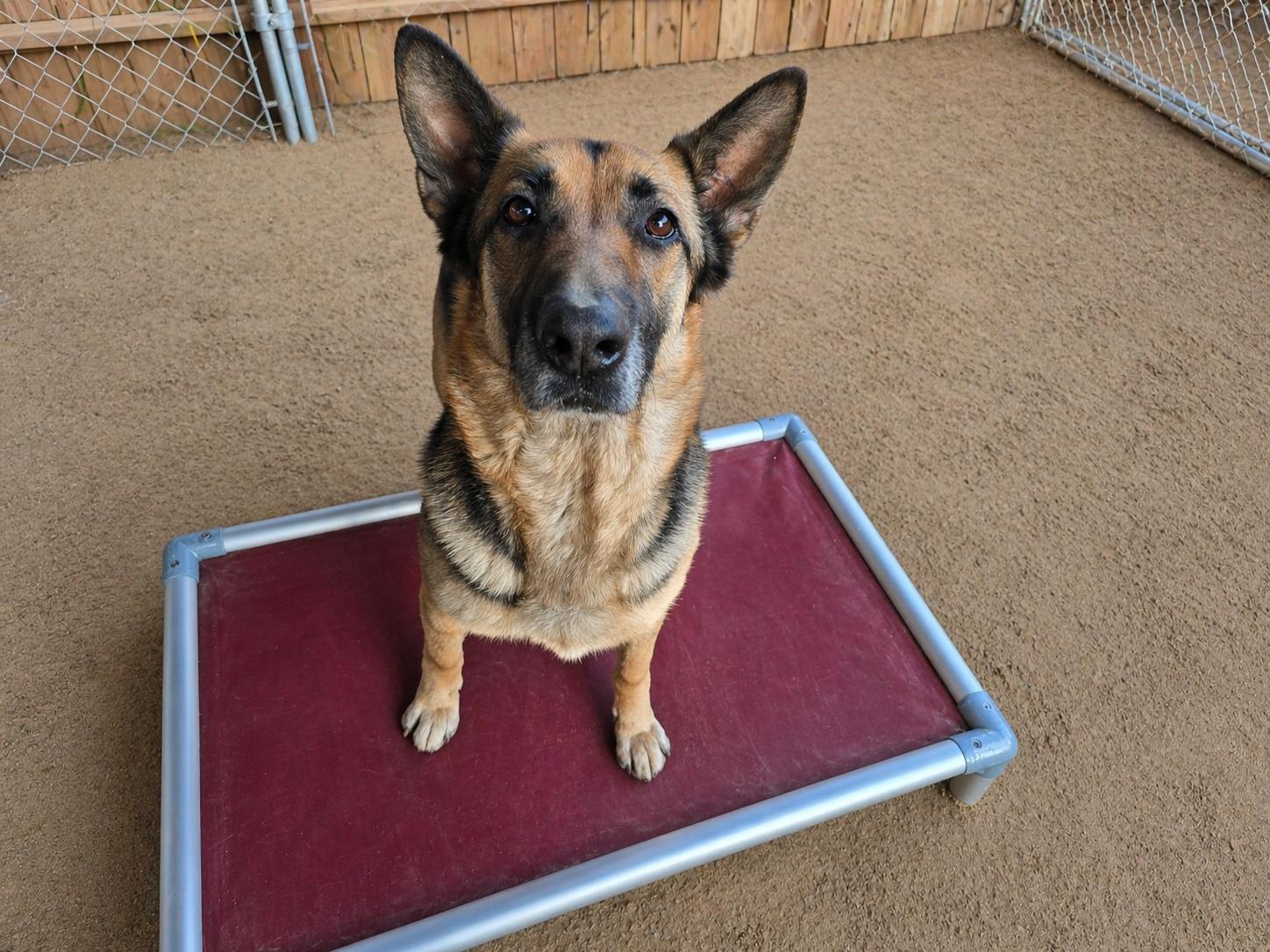 Enlarge Natalie, a Adoptable German Shepherd Dog in Selma, CA image 4/6