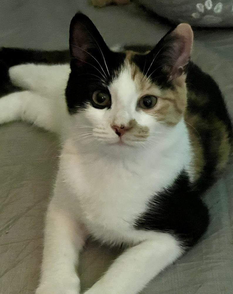 Enlarge Truffles, a Adoptable Domestic Short Hair in Ronkonkoma, NY image 1/5