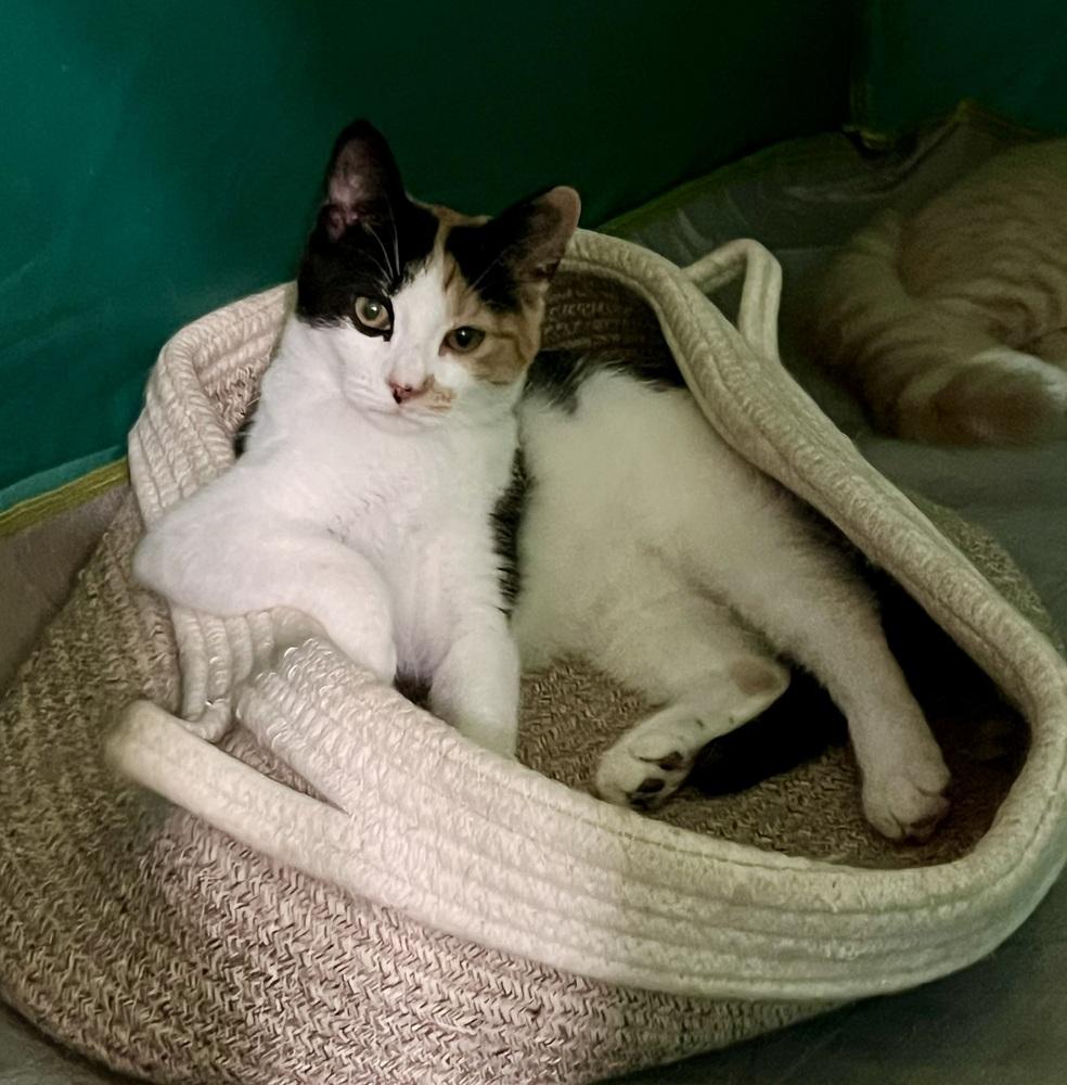 Enlarge Truffles, a Adoptable Domestic Short Hair in Ronkonkoma, NY image 2/5
