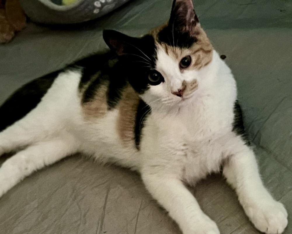 Enlarge Truffles, a Adoptable Domestic Short Hair in Ronkonkoma, NY image 3/5