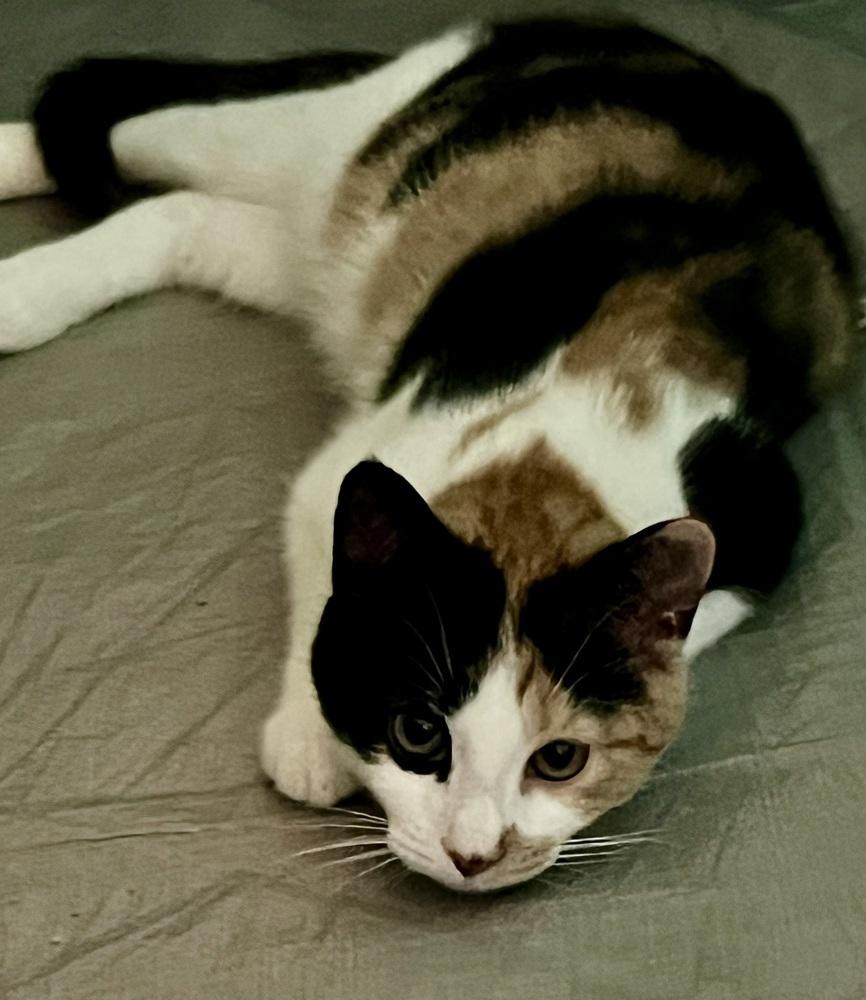 Enlarge Truffles, a Adoptable Domestic Short Hair in Ronkonkoma, NY image 4/5