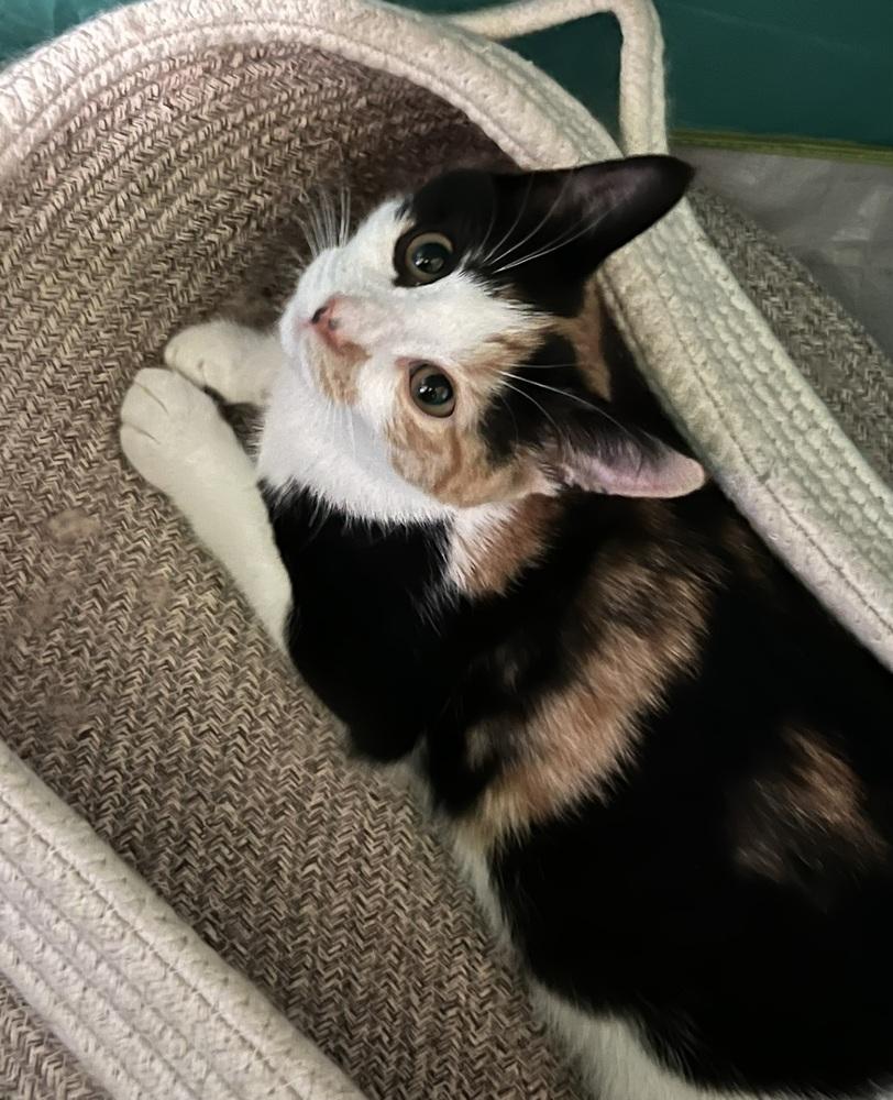 Enlarge Truffles, a Adoptable Domestic Short Hair in Ronkonkoma, NY image 5/5