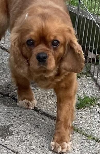 Enlarge Belle, a Adopted Cavalier King Charles Spaniel in Otsego, MI image 1/1