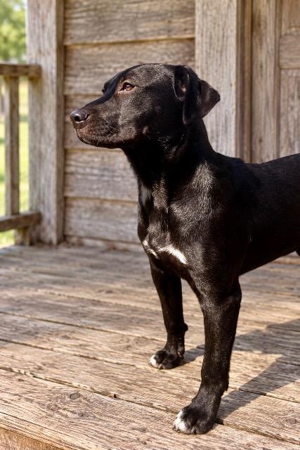 Bluebell, Adoptable, Puppy Female Labrador Retriever & German Shepherd Dog.