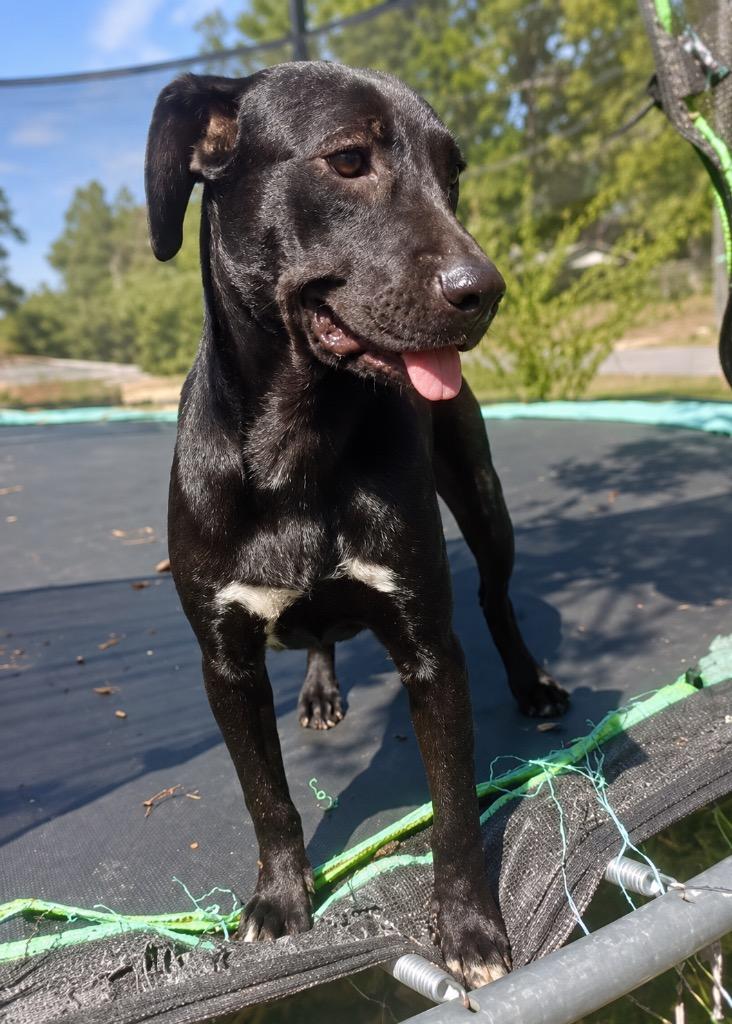 Enlarge Bluebell, a Adoptable mixed breed in Princeton, MA image 3/3