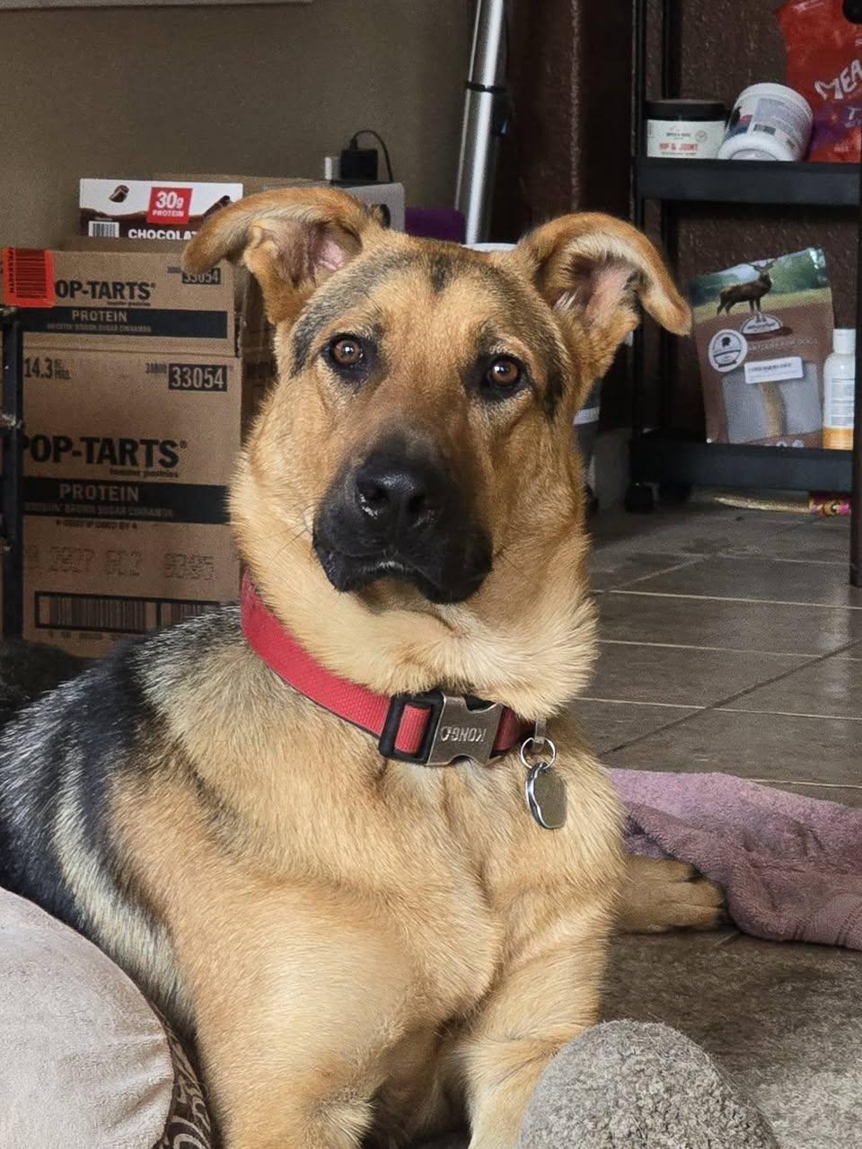 Enlarge Ralph, a Adoptable mixed breed in Modesto, CA image 1/3