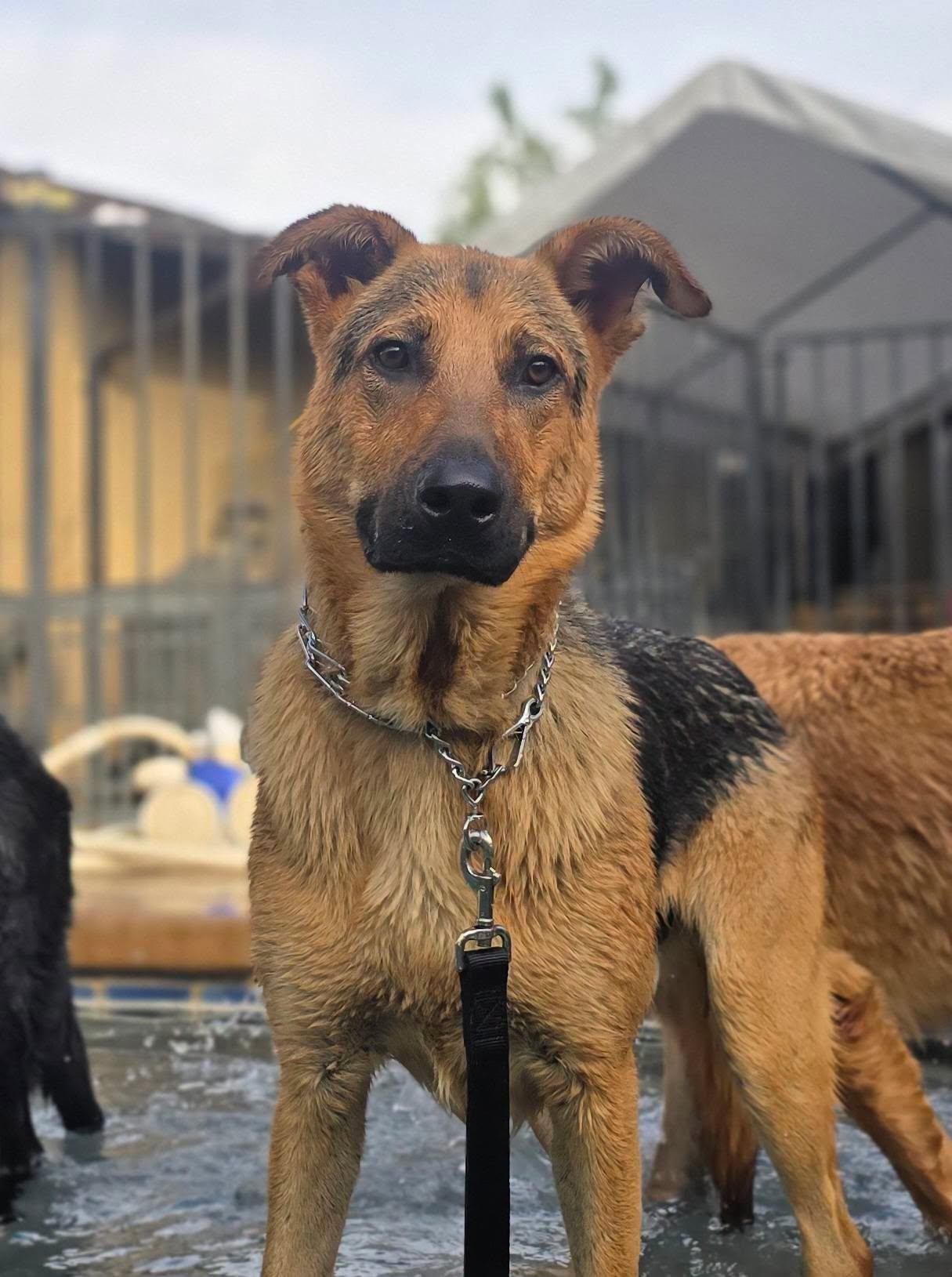 Enlarge Ralph, a Adoptable mixed breed in Modesto, CA image 2/3