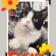 Fiona, Young Female Domestic Short Hair