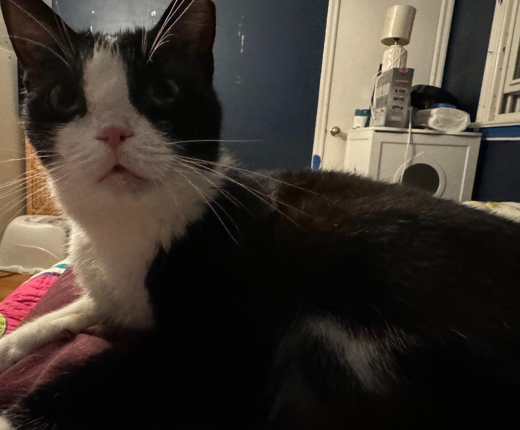 Fiona, Adoptable, Adult Female Domestic Short Hair.