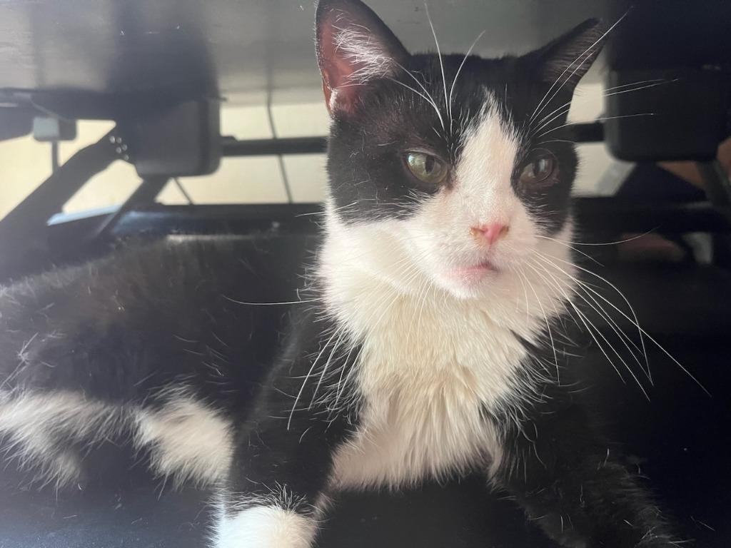 Enlarge Fiona, a Adoptable mixed breed in Pitman, NJ image 2/6