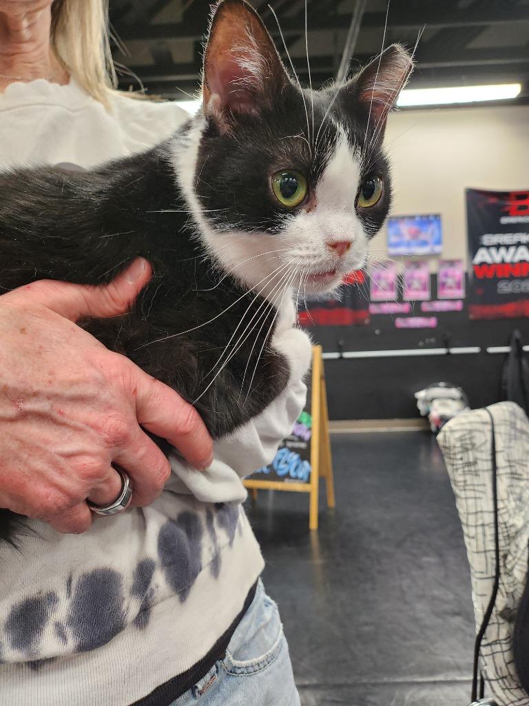 Enlarge Fiona, a Adoptable mixed breed in Pitman, NJ image 3/6