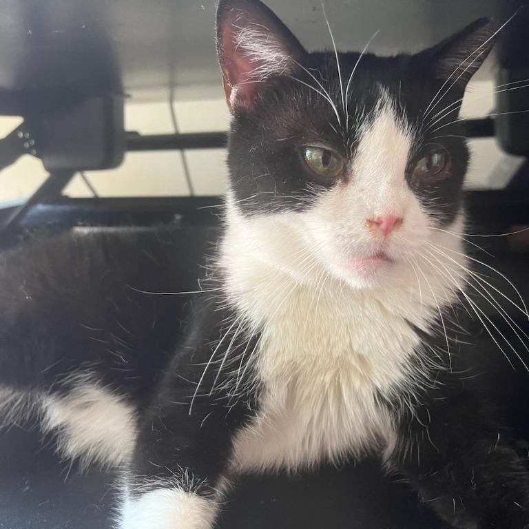 Fiona, a Adoptable Domestic Short Hair in Pitman, NJ image 2/3