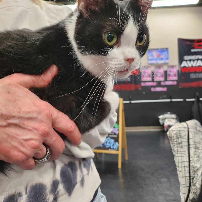 Fiona, a Adoptable Domestic Short Hair in Pitman, NJ image 3/3