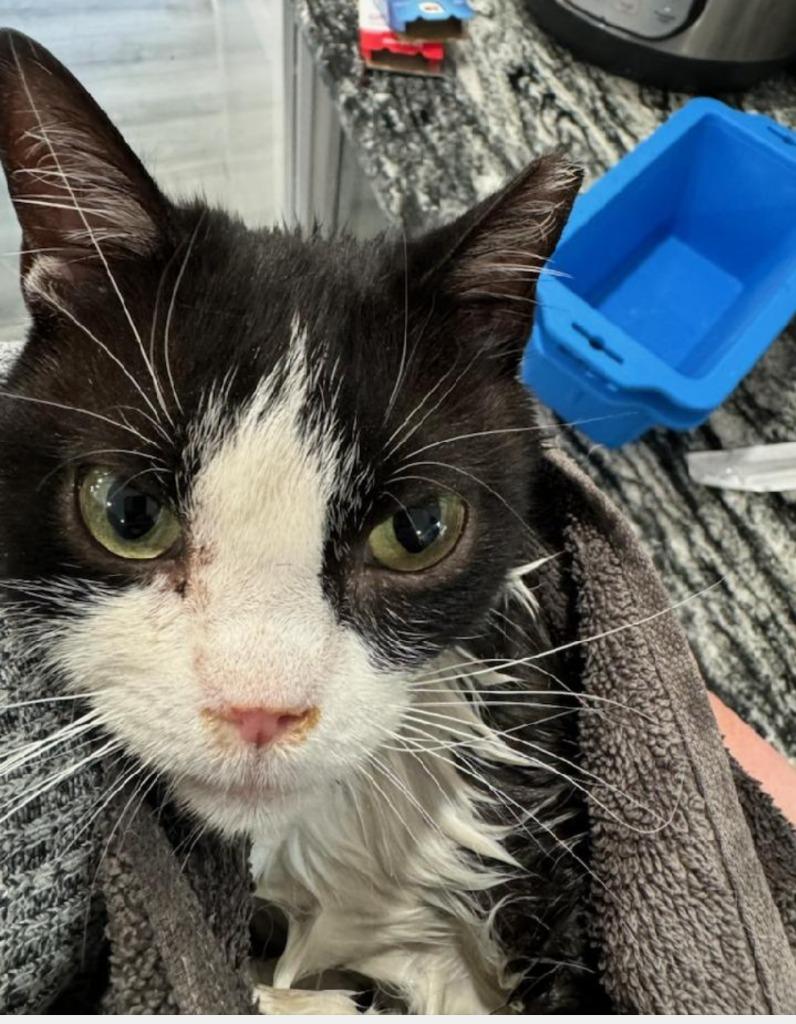 Enlarge Fiona, a Adoptable mixed breed in Pitman, NJ image 4/6