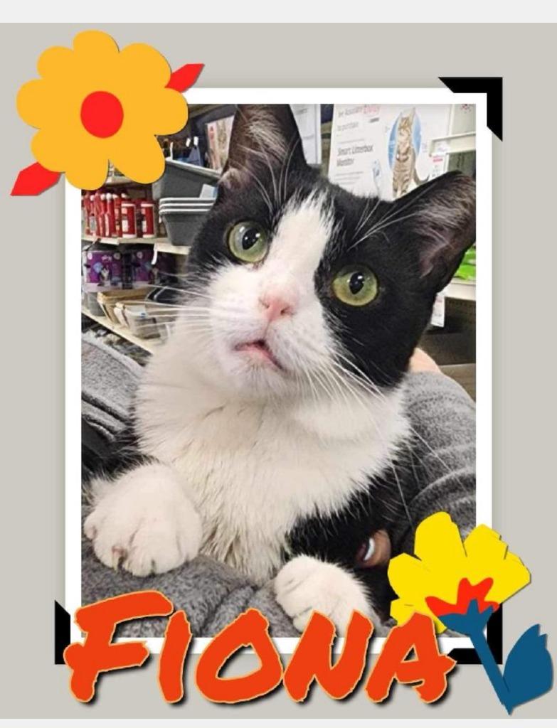 Fiona, Adoptable, Adult Female Domestic Short Hair.