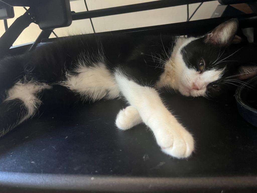 Enlarge Fiona, a Adoptable mixed breed in Pitman, NJ image 6/6