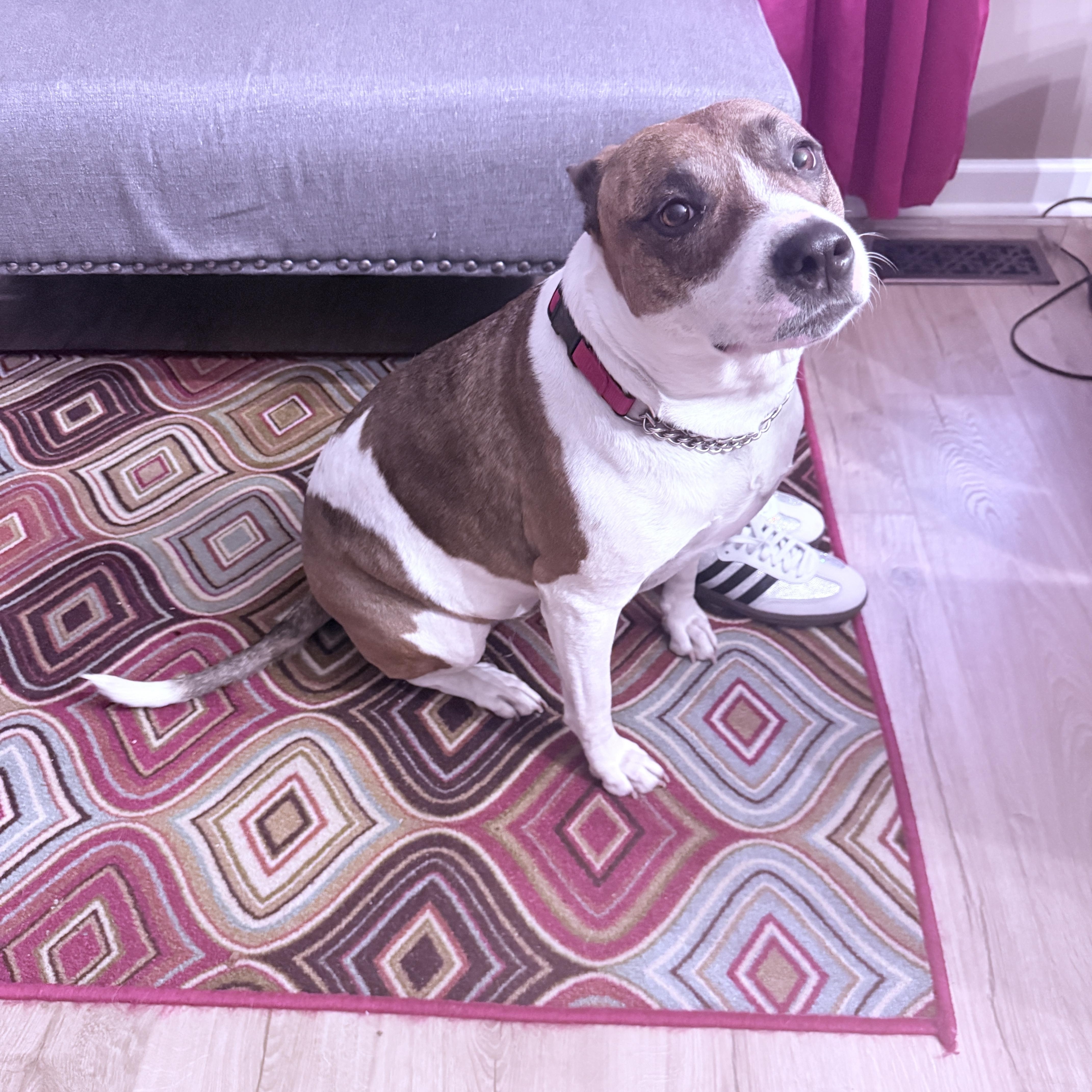 Enlarge Cocoa, a ADOPTABLE mixed breed in Nashville, TN image 4/5