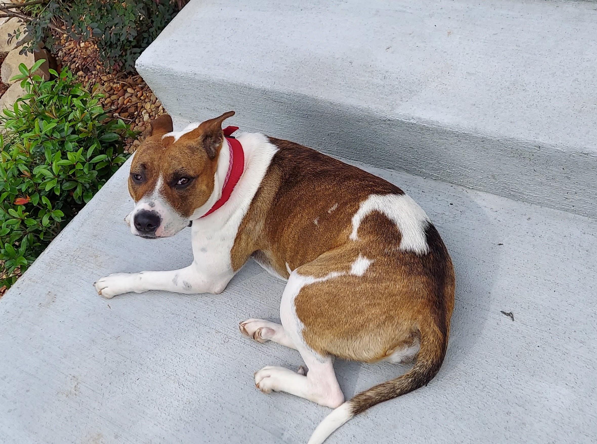 Enlarge Cocoa, a ADOPTABLE mixed breed in Nashville, TN image 3/5