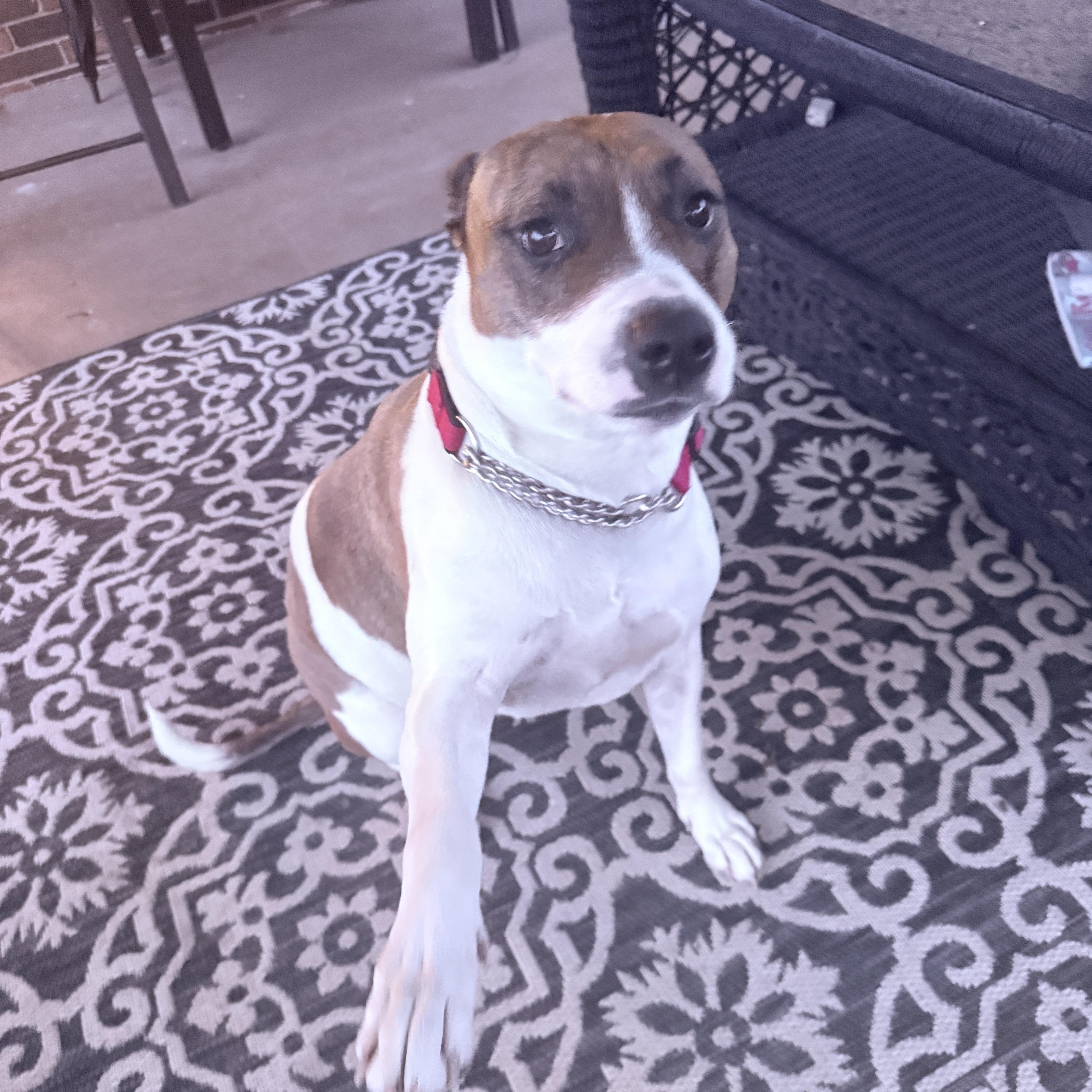 Enlarge Cocoa, a ADOPTABLE mixed breed in Nashville, TN image 5/5