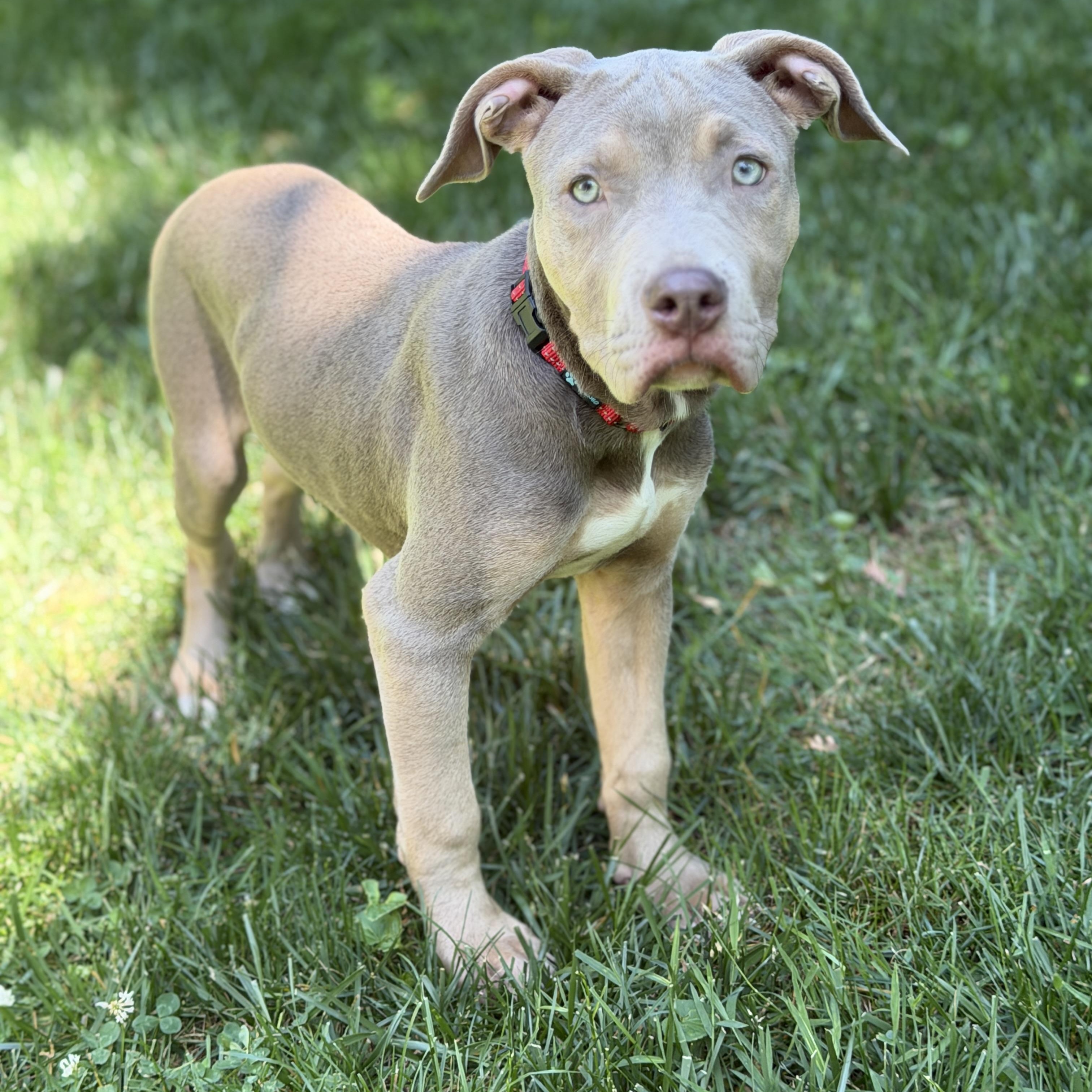 Enlarge Violet, a Adoptable mixed breed in Chatham, NJ image 4/5