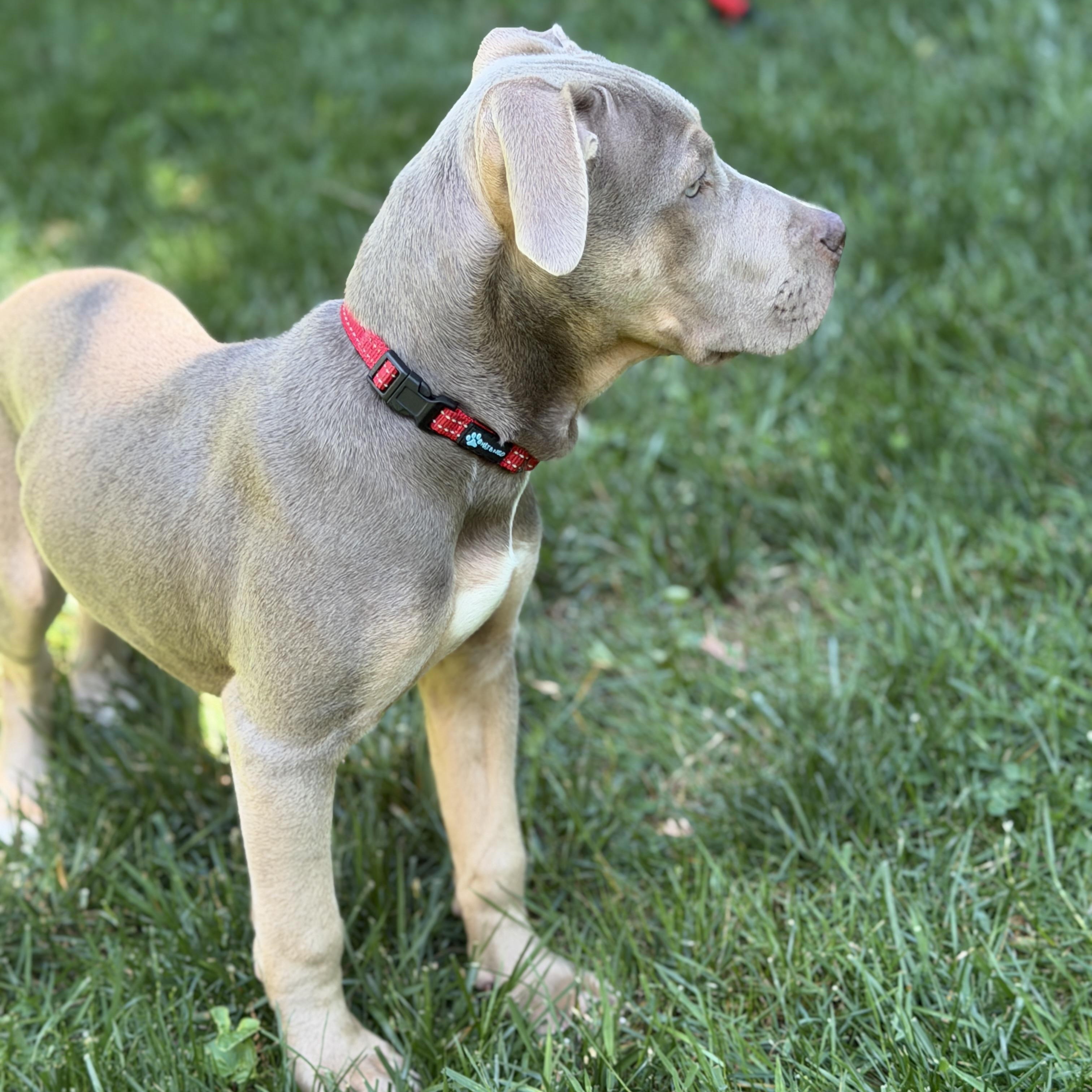 Enlarge Violet, a Adoptable mixed breed in Chatham, NJ image 3/5