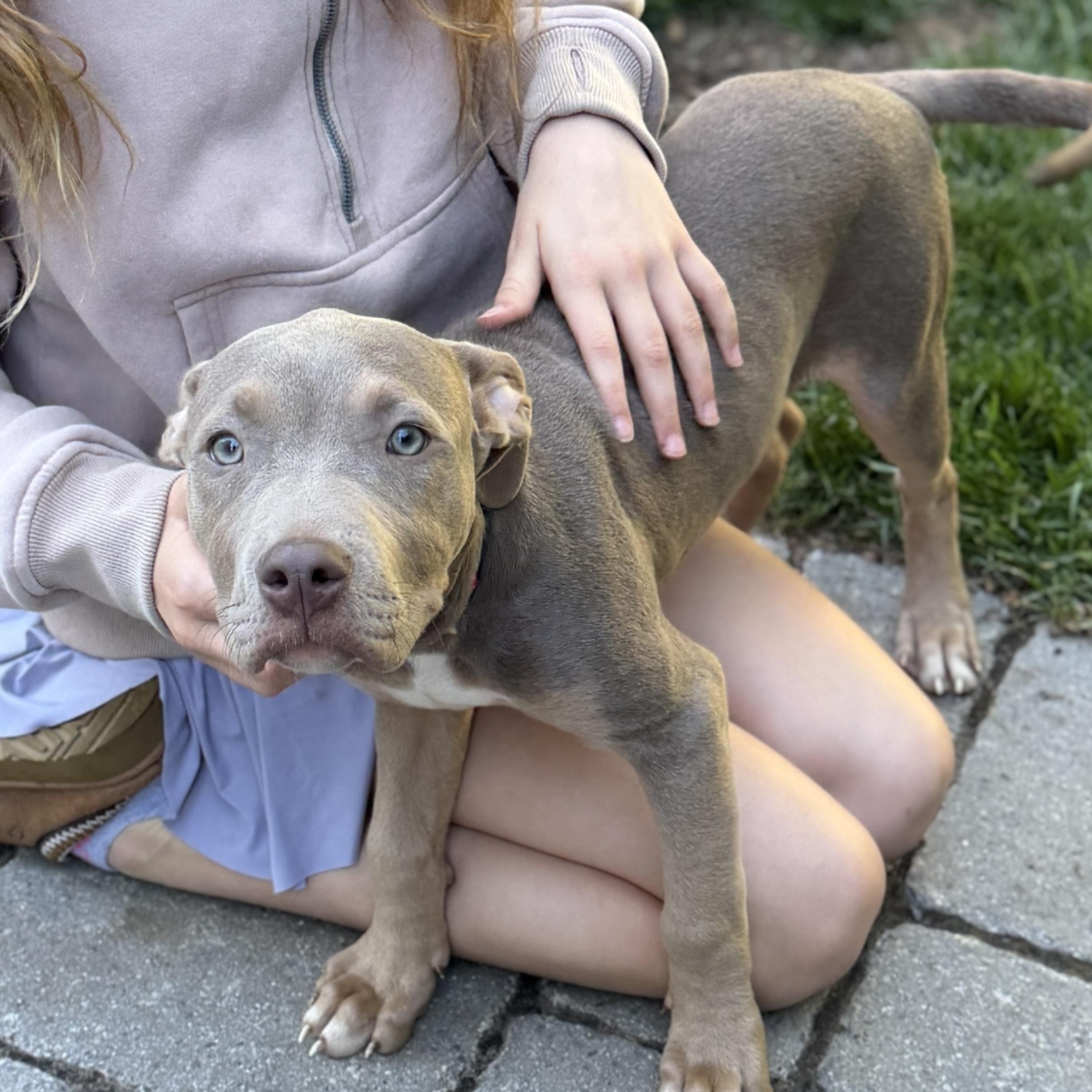 Violet, Adoptable, Puppy Female Weimaraner & American Staffordshire Terrier.