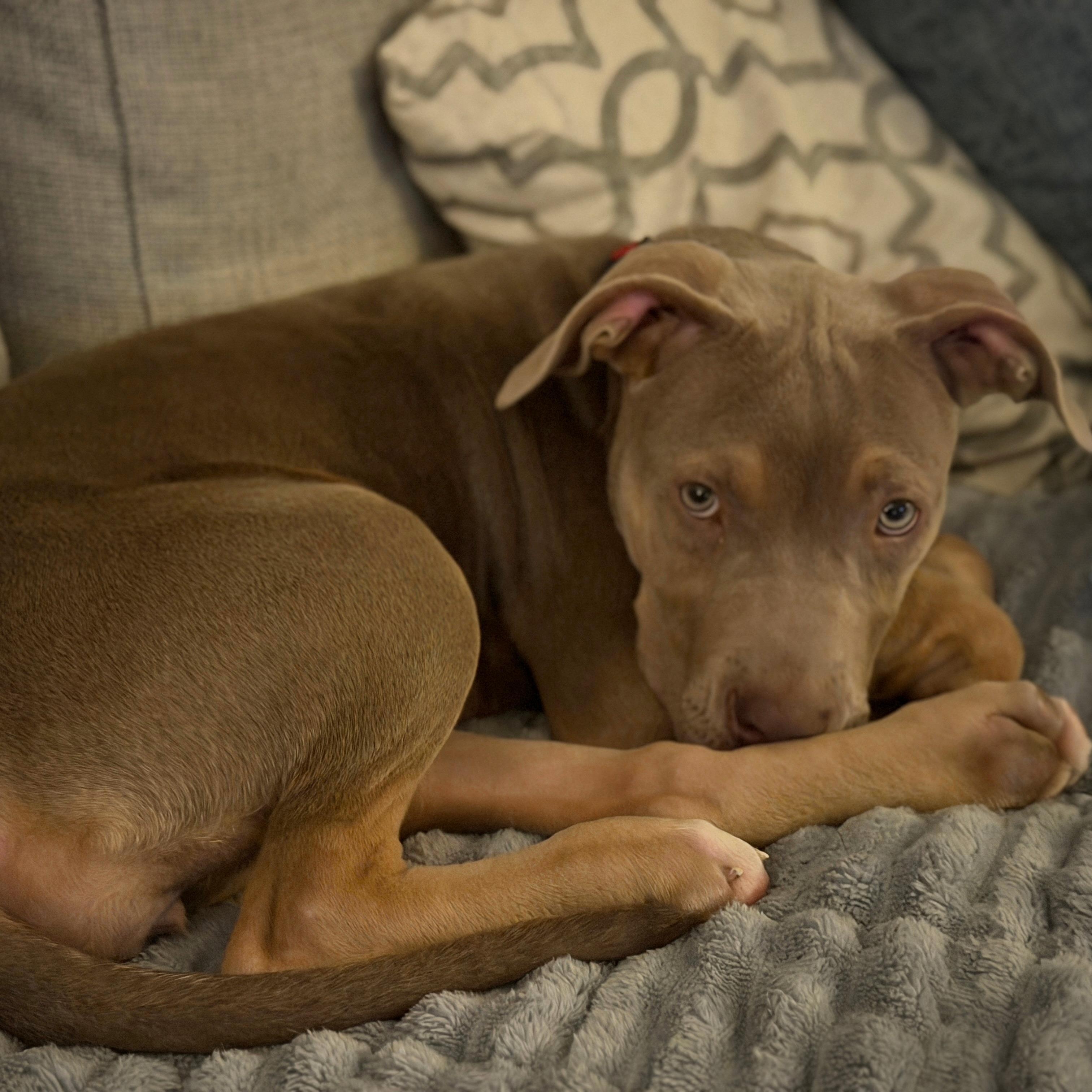 Enlarge Violet, a Adoptable mixed breed in Chatham, NJ image 5/5