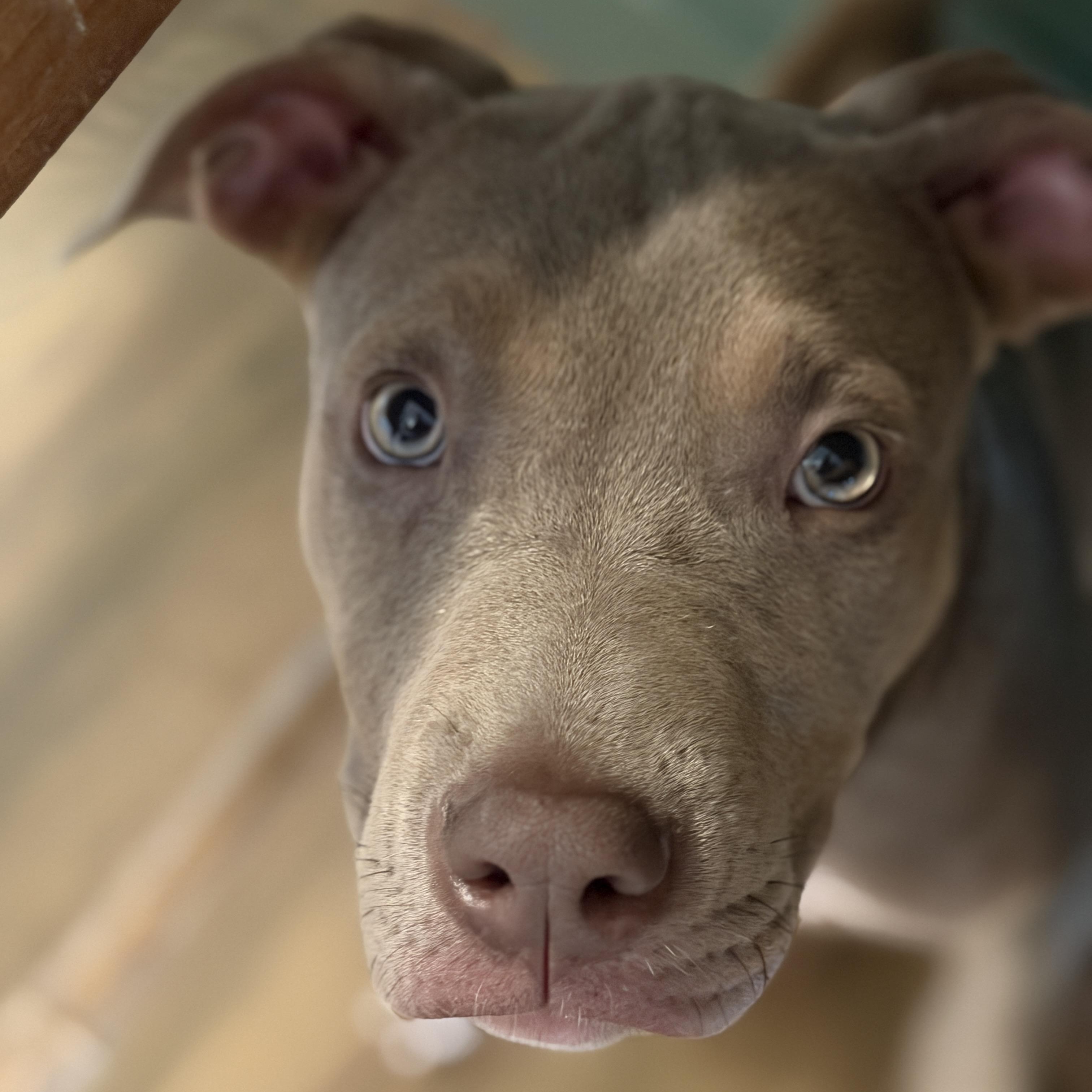 Enlarge Violet, a Adoptable mixed breed in Chatham, NJ image 2/5