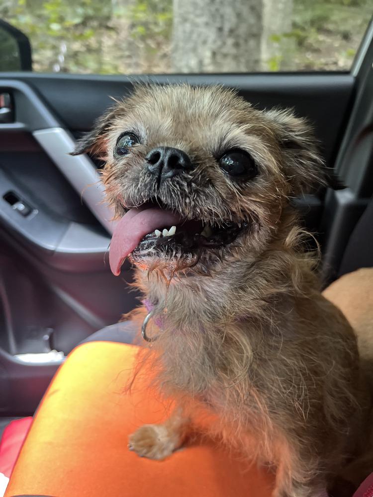 Dandelion (Spider Woman), Adopted, Senior Female Terrier.