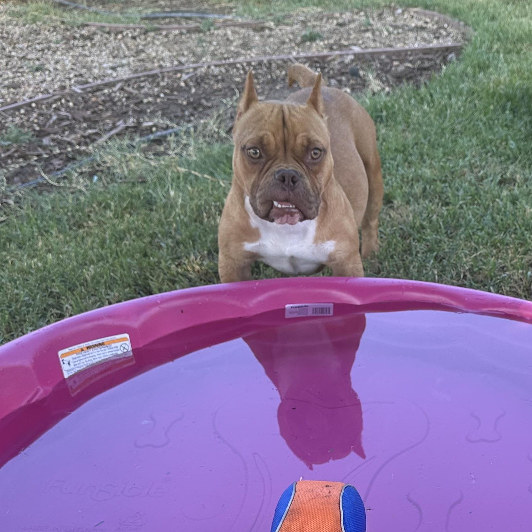 Petunia, Young Female American Bulldog