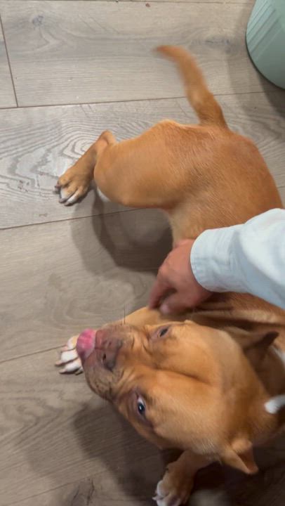 Enlarge Petunia, an adopted mixed breed in Madera, CA video 2/2