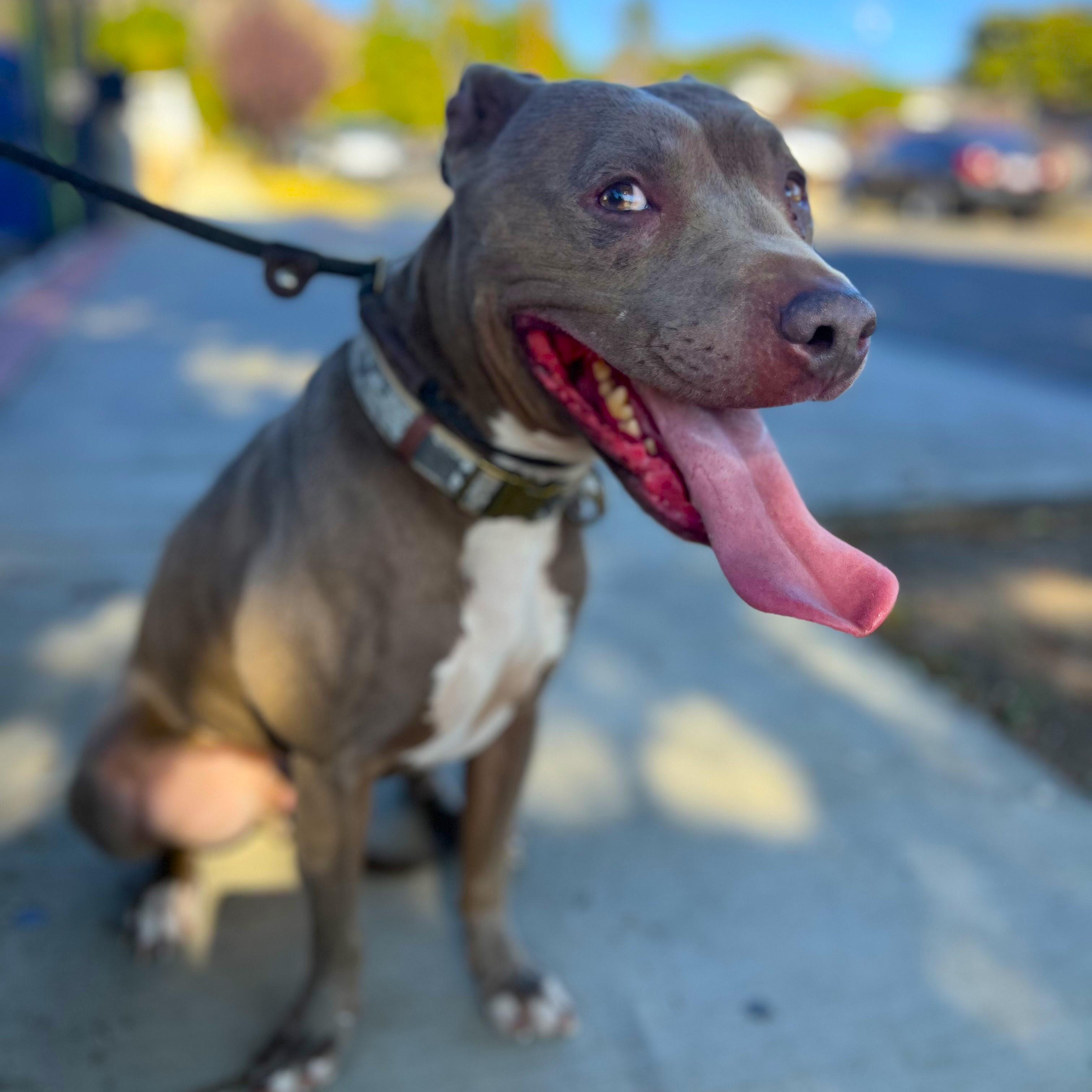 Ryder - A sweet, soulful pup