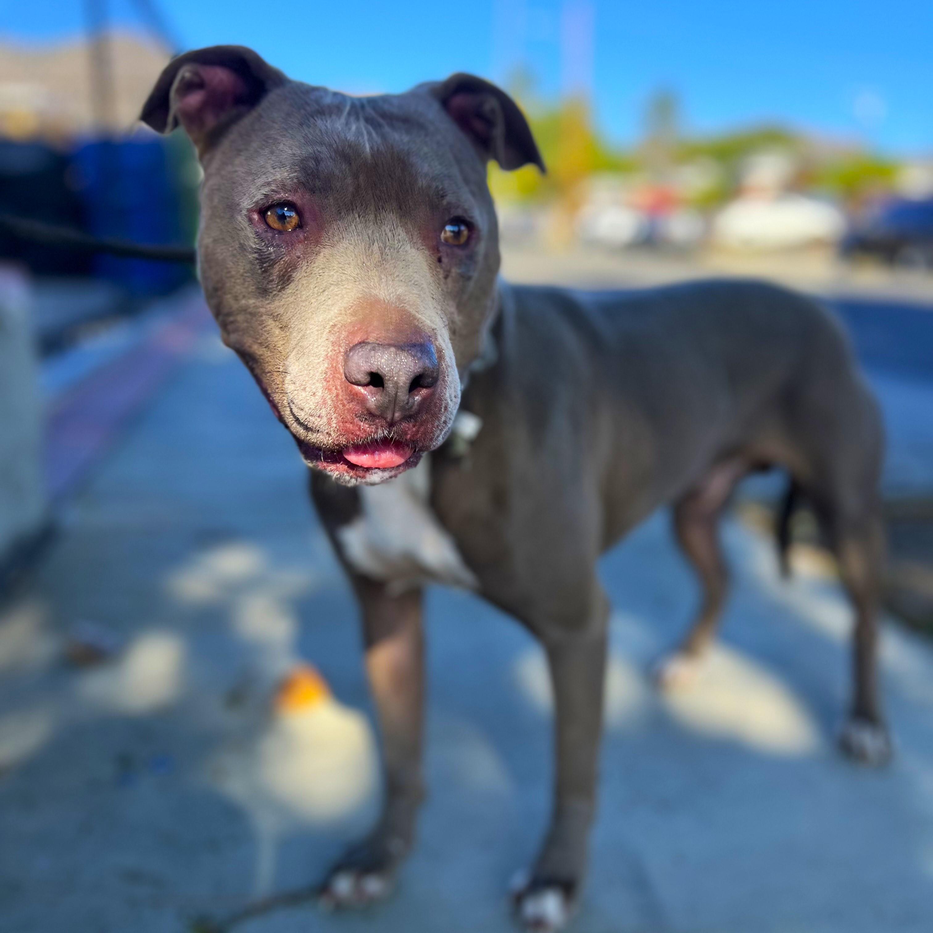 Ryder - A sweet, soulful pup