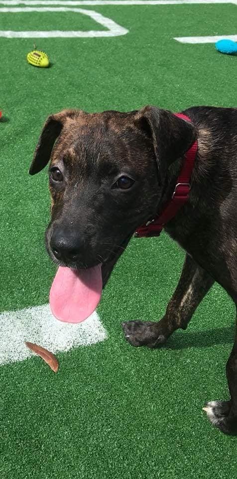 Enlarge Candi, a Adoptable mixed breed in Loxahatchee, FL image 1/4