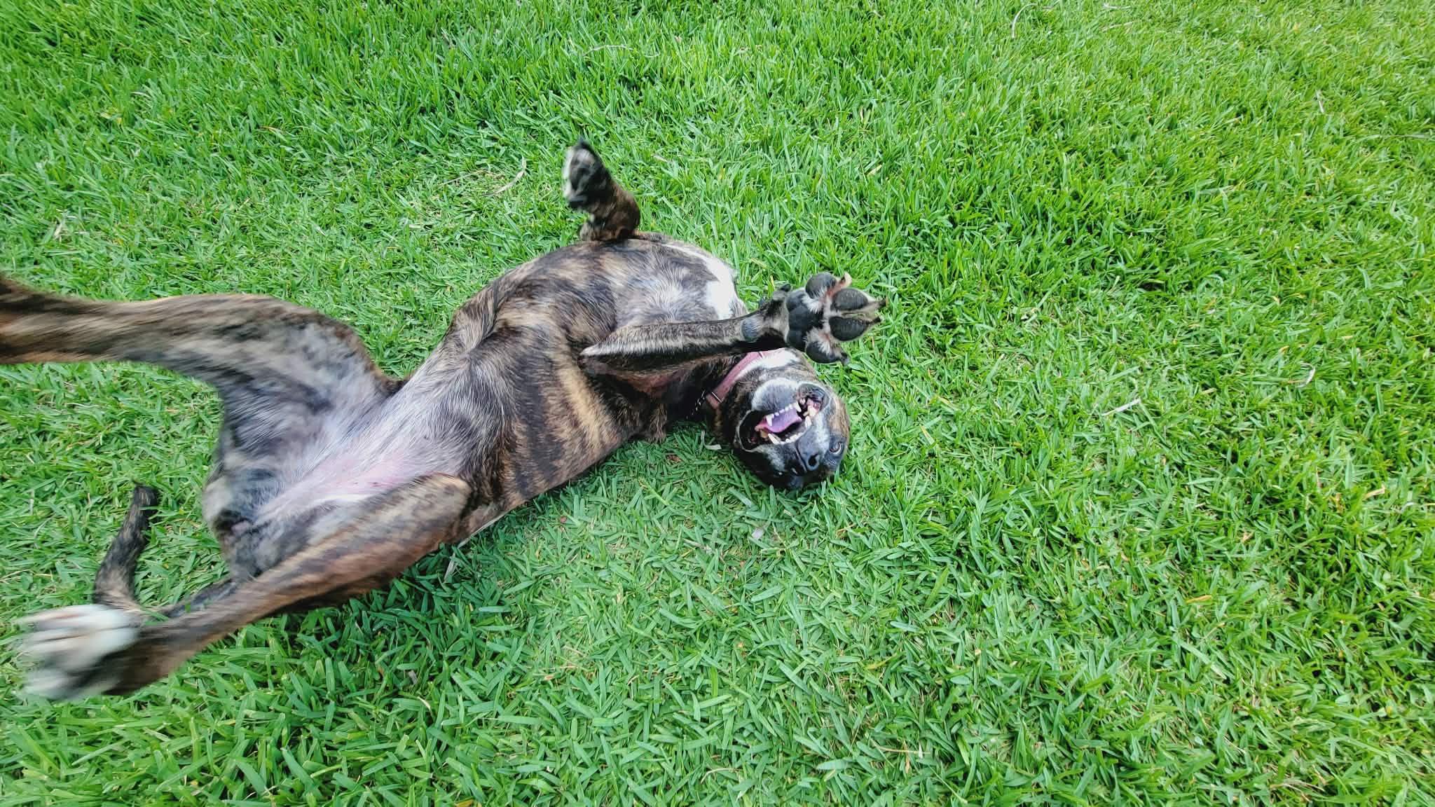 Enlarge Candi, a Adoptable mixed breed in Loxahatchee, FL image 2/5