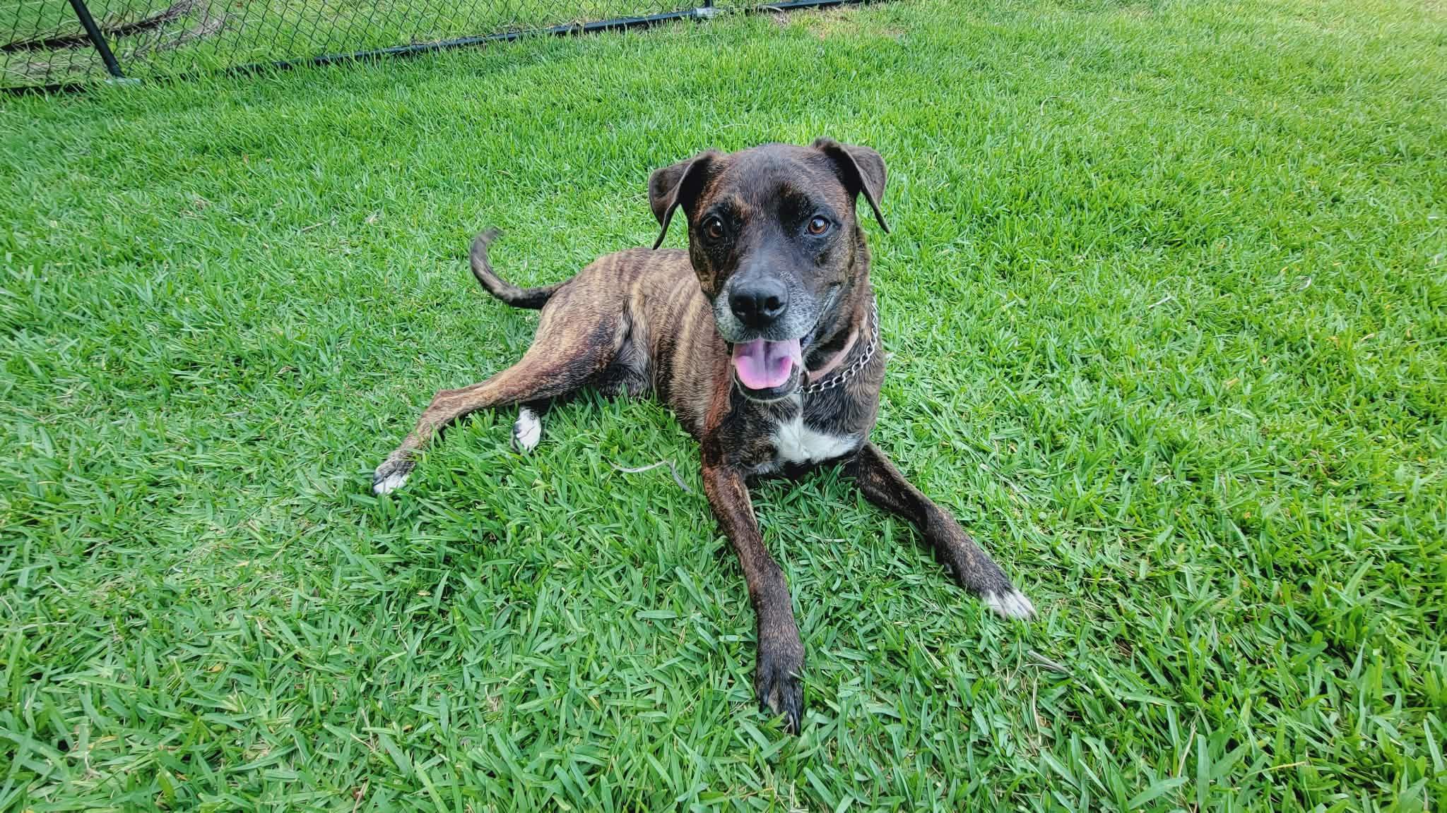 Candi, Adoptable, Senior Female Boxer & Pit Bull Terrier.